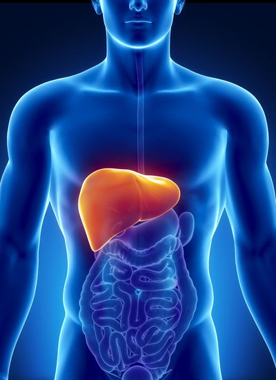 The Importance of Liver Health for Athletes: A Comprehensive Overview