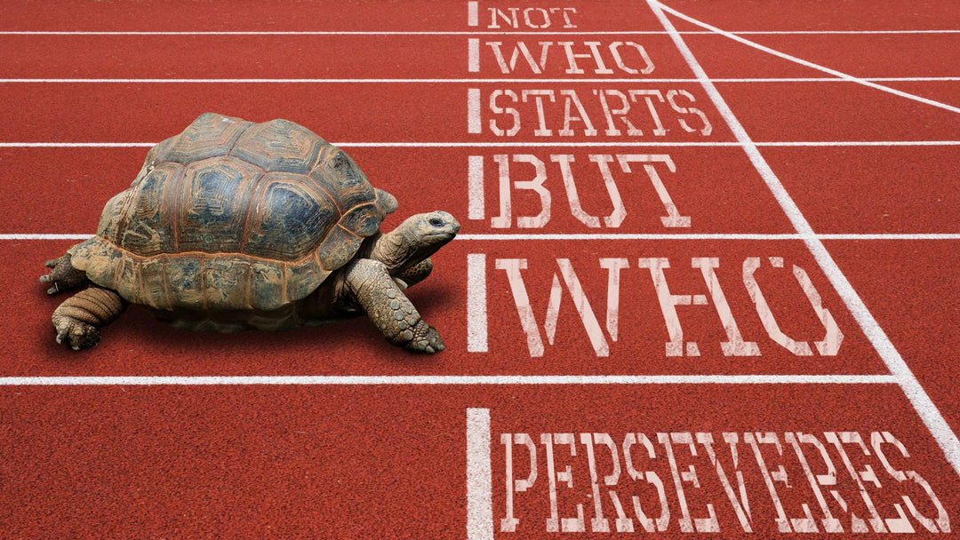 turtle at the start line, Not who starts but who perseveres